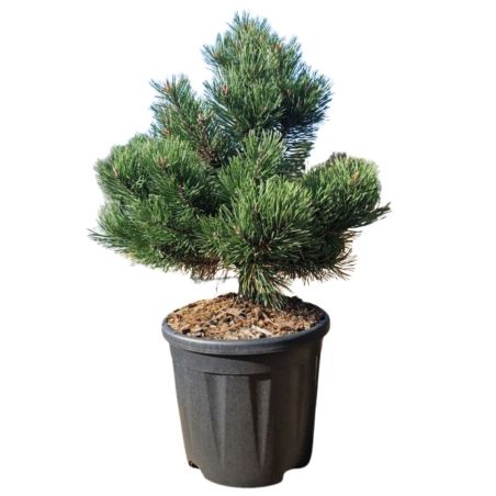 Pin mugo Gnom - Pinus mugo Gnom 40/45cm Pot 11L