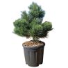 Pin mugo Gnom - Pinus mugo Gnom 40/45cm Pot 11L