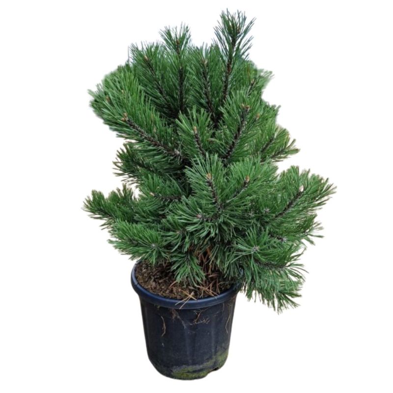 Pin mugo Gnom - Pinus mugo Gnom 40/45cm Pot 11L