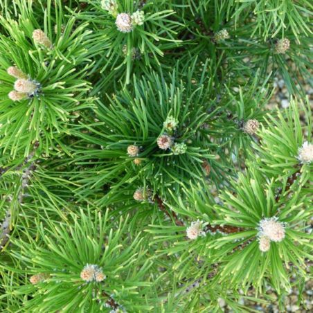 Pin mugo Mughus - Pinus mugo Mughus 15/25cm Pot 2,5L