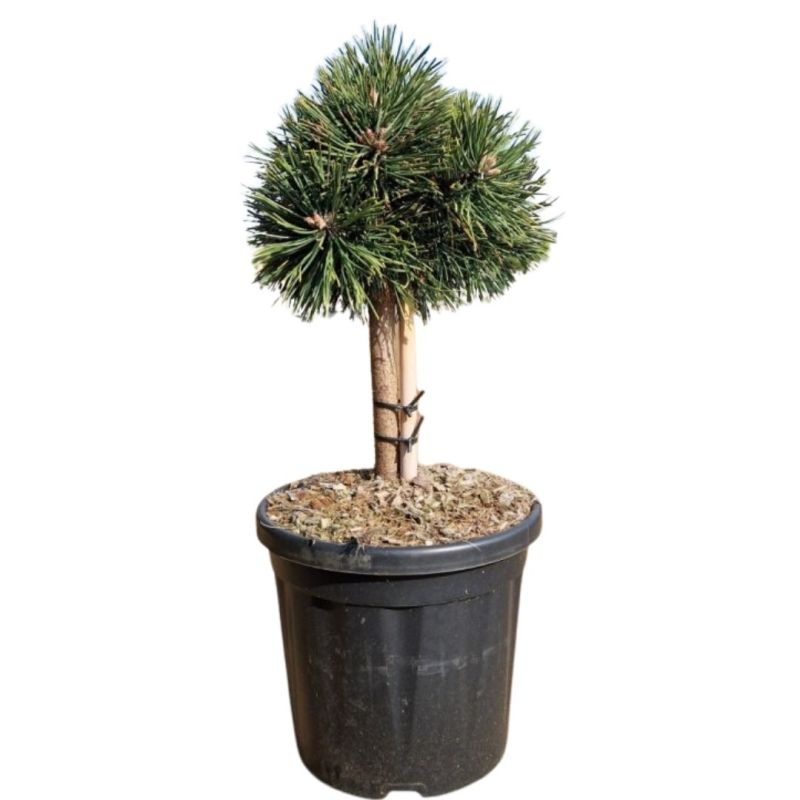 Pin noir Green Pearl - Pinus nigra Green Pearl 20/25cm Pot 8L