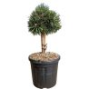 Pin noir Green Pearl - Pinus nigra Green Pearl 20/25cm Pot 8L