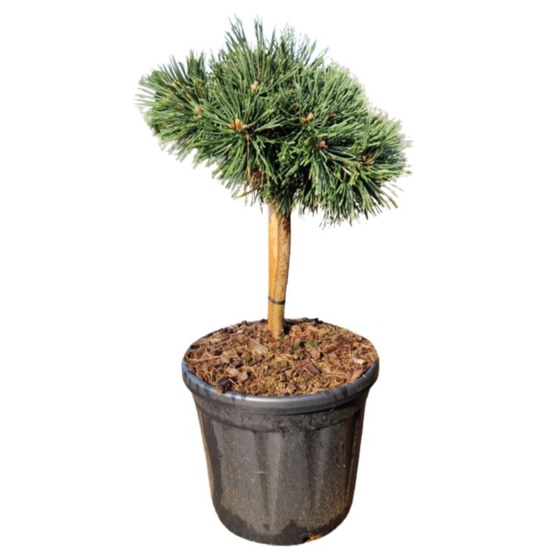 Pin noir Green Pearl - Pinus nigra Green Pearl 20/25cm Pot 8L