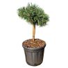 Pin noir Green Pearl - Pinus nigra Green Pearl 20/25cm Pot 8L