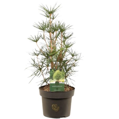 Pin parasol du Japon - Sciadopitys verticillata 40/50cm Pot 5L