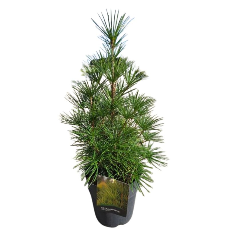 Pin parasol du Japon - Sciadopitys verticillata 40/60cm Pot 10L