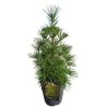 Pin parasol du Japon - Sciadopitys verticillata 40/60cm Pot 10L