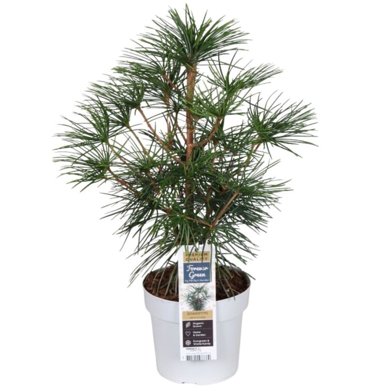 Pin parasol du Japon - Sciadopitys verticillata Pot 19cm