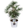 Pin parasol du Japon - Sciadopitys verticillata Pot 19cm