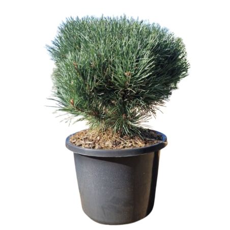 Pin sylvestre Watereri - Pinus sylvestris Watereri 30/35cm Pot 12L