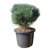 Pin sylvestre Watereri - Pinus sylvestris Watereri 30/35cm Pot 12L
