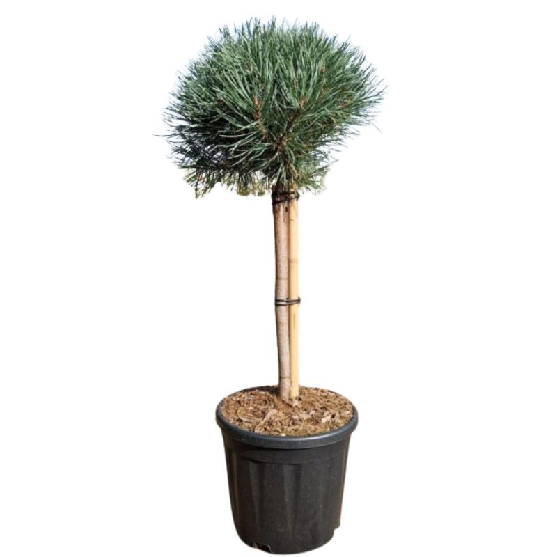 Pin sylvestre Watereri - Pinus sylvestris Watereri Boule diam 25cm sur tige 60/80cm Pot 11L