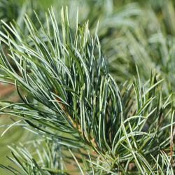 Pin Tempelhof - Pinus parviflora Tempelhof 20/40cm Pot 5L