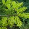 Pruche du Canada Golden Splendor - Tsuga canadensis Golden Splendor 15/20 cm Pot 2,5L