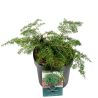 Pruche du Canada Jeddeloh - Tsuga canadensis Jeddeloh 20/30cm Pot 2,5L