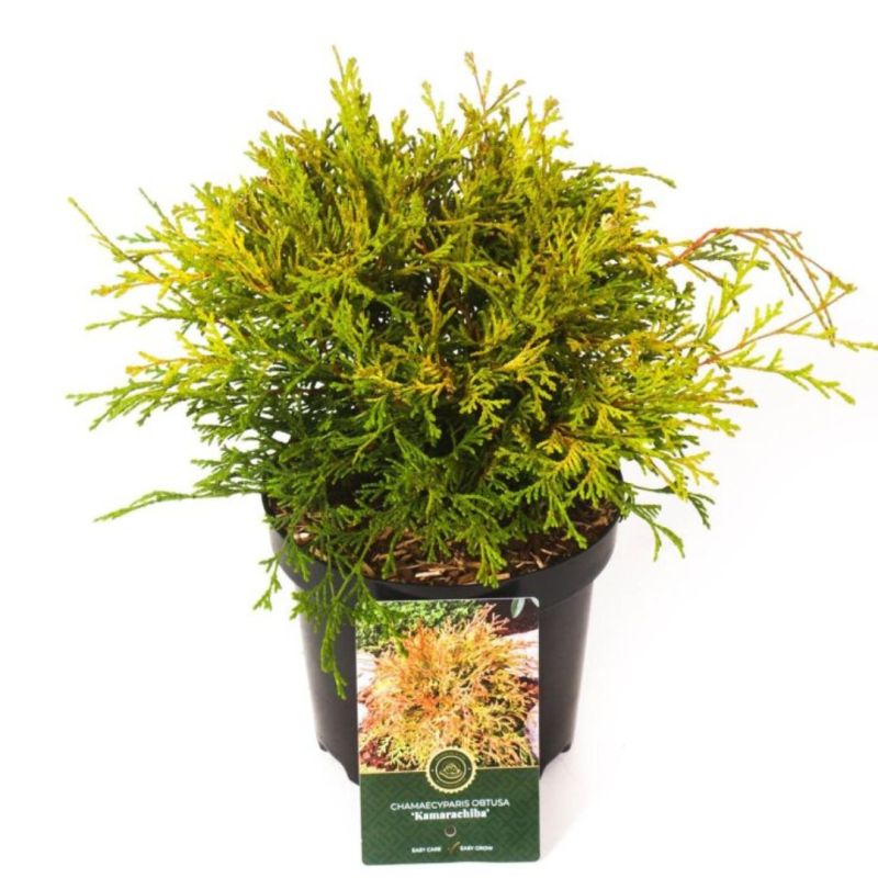 Faux-cyprès de Hinoki Kamarachiba - Chamaecyparis obtusa Kamarachiba 20/30cm Pot 2,5L