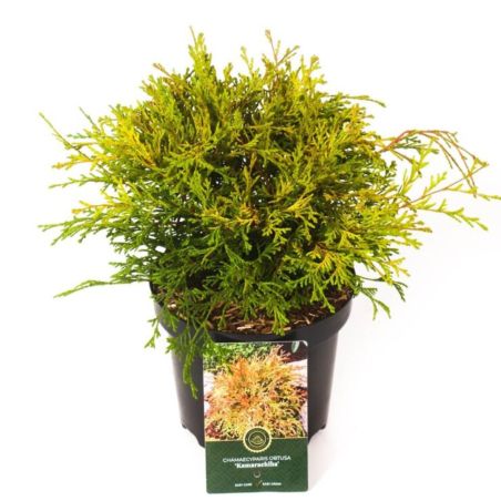 Faux-cyprès de Hinoki Kamarachiba - Chamaecyparis obtusa Kamarachiba 20/30cm Pot 2,5L