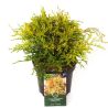 Faux-cyprès de Hinoki Kamarachiba - Chamaecyparis obtusa Kamarachiba 20/30cm Pot 2,5L