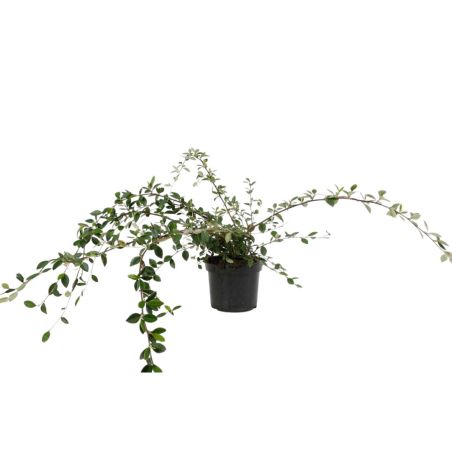 Cotonéaster laiteux - Cotoneaster lacteus 40/60 cm Pot 3L