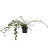 Cotonéaster laiteux - Cotoneaster lacteus 40/60 cm Pot 3L