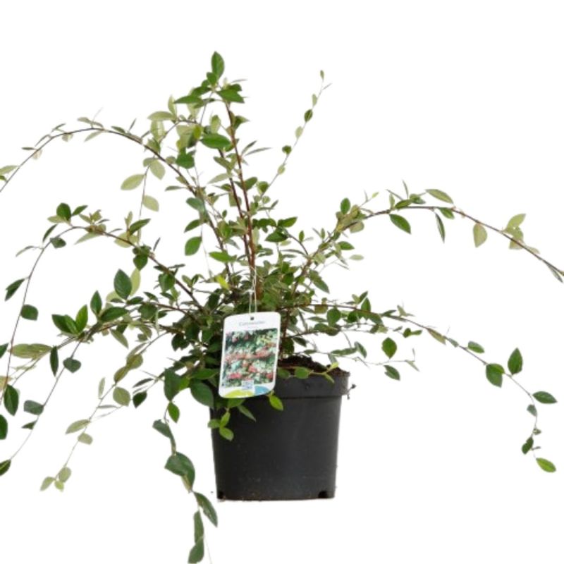 Cotonéaster laiteux - Cotoneaster lacteus 40/60 cm Pot 3L