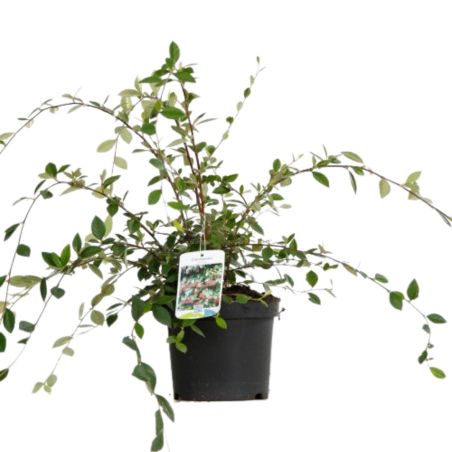 Cotonéaster laiteux - Cotoneaster lacteus 40/60 cm Pot 3L