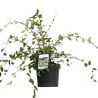 Cotonéaster laiteux - Cotoneaster lacteus 40/60 cm Pot 3L