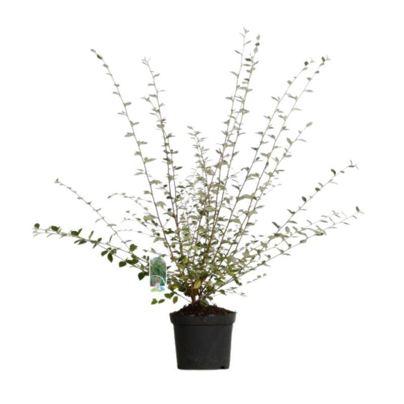Cotonéastre de Franchet - Cotoneaster franchetii Pot 3L