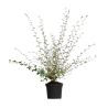 Cotonéastre de Franchet - Cotoneaster franchetii Pot 3L