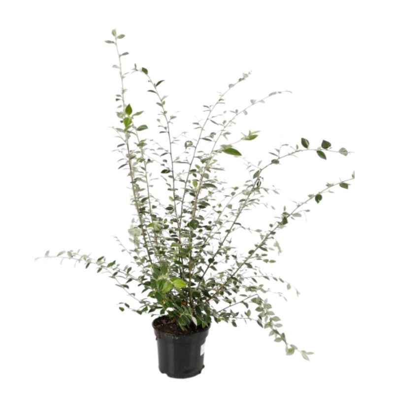Cotonéastre de Franchet - Cotoneaster franchetii Pot 3L