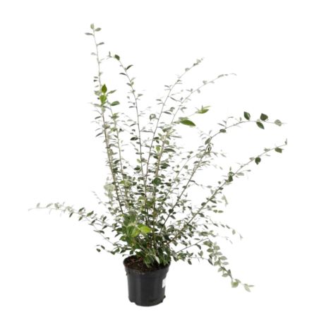 Cotonéastre de Franchet - Cotoneaster franchetii Pot 3L