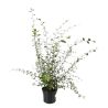 Cotonéastre de Franchet - Cotoneaster franchetii Pot 3L