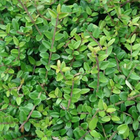 Chèvrefeuille à Feuilles De Buis Elegant - Lonicera nitida Elegant 10/15 cm Godet 9cm