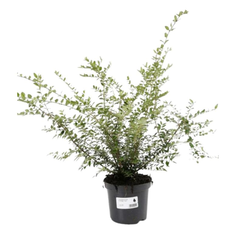 Chèvrefeuille à Feuilles De Buis Elegant - Lonicera nitida Elegant 30cm en Pot