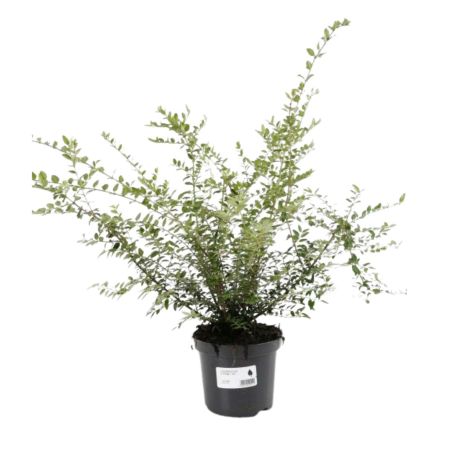 Chèvrefeuille à Feuilles De Buis Elegant - Lonicera nitida Elegant 30cm en Pot