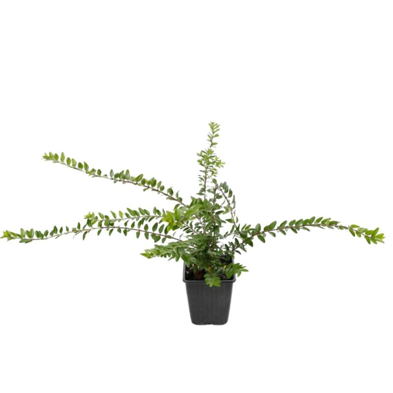 Chèvrefeuille à Feuilles De Buis Maigrün - Lonicera nitida Maigrün 10/15 cm Godet 9cm