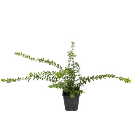 Chèvrefeuille à Feuilles De Buis Maigrün - Lonicera nitida Maigrün 10/15 cm Godet 9cm