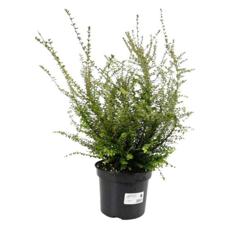 Chèvrefeuille à Feuilles De Buis Ernest Wilson - Lonicera nitida Ernest Wilson 50cm en Pot