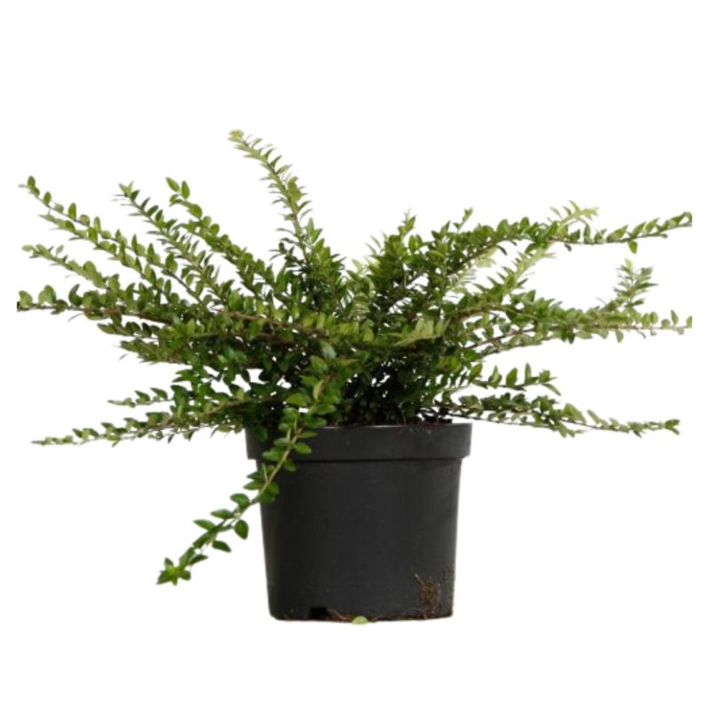 Chèvrefeuille à Feuilles De Buis Maigrün - Lonicera nitida Maigrün 50cm en Pot