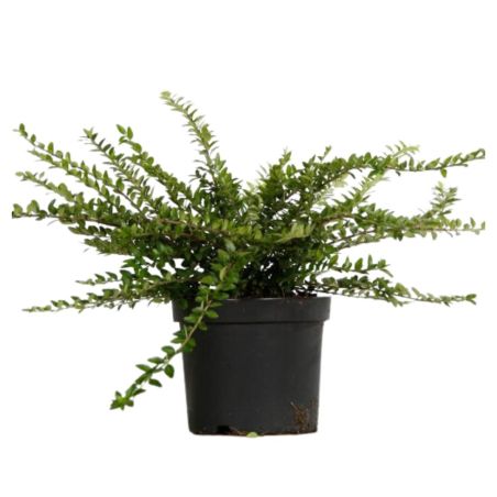 Chèvrefeuille à Feuilles De Buis Maigrün - Lonicera nitida Maigrün 50cm en Pot