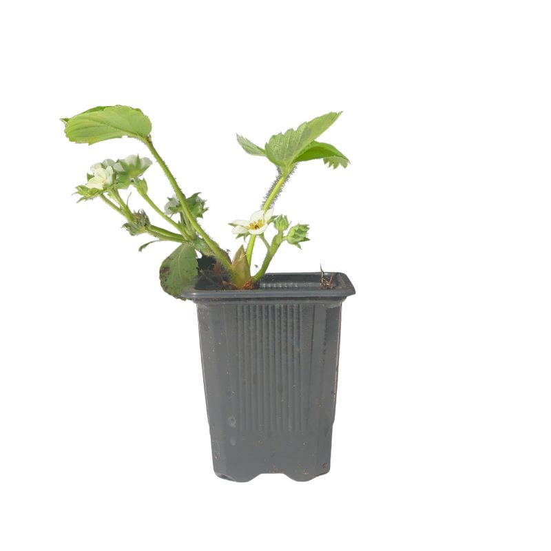 3 plants Fraisiers remontant Manon des fraises Motte 7 cm