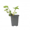 3 plants Fraisiers remontant Manon des fraises Motte 7 cm