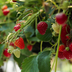 3 plants Fraisiers remontant Manon des fraises Motte 7 cm