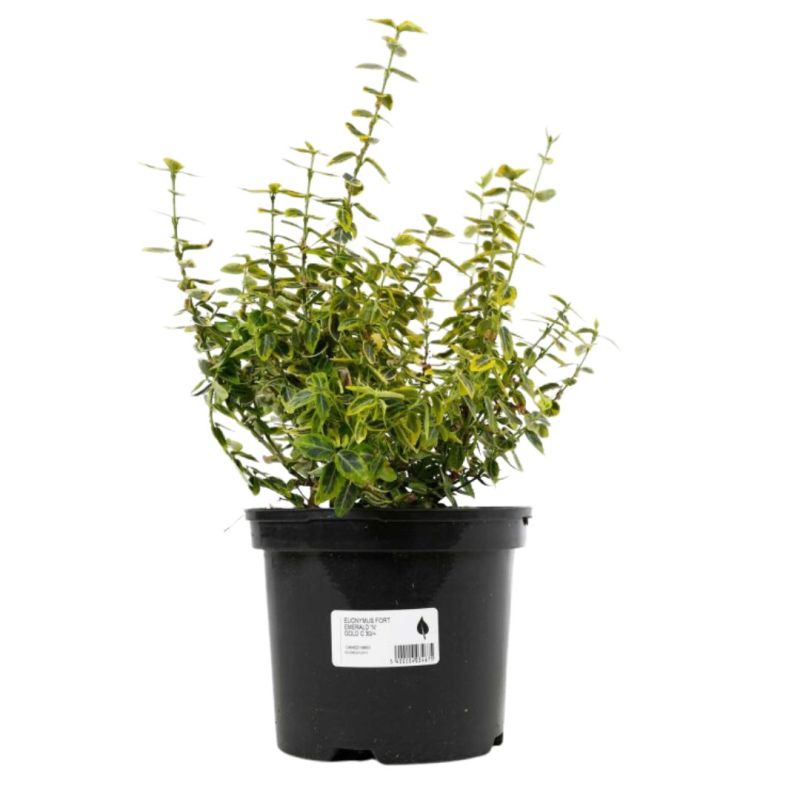 Fusain fort emerald n gold - Euonymus fort emerald n gold 30cm