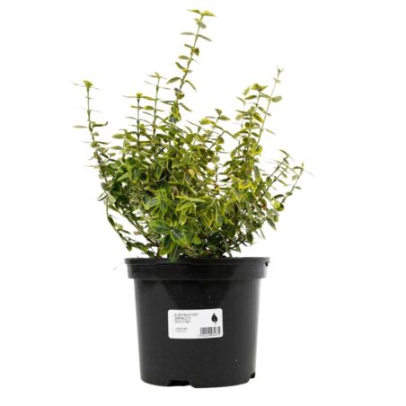 Fusain fort emerald n gold - Euonymus fort emerald n gold 30cm