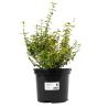 Fusain fort emerald n gold - Euonymus fort emerald n gold 30cm