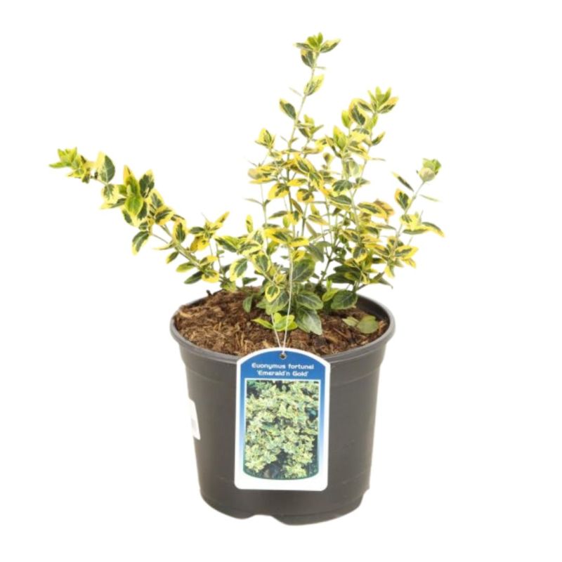 Fusain fort emerald n gold - Euonymus fort emerald n gold 30cm