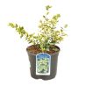 Fusain fort emerald n gold - Euonymus fort emerald n gold 30cm