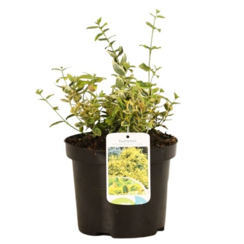 Fusain fort emerald n gold - Euonymus fort emerald n gold 30cm