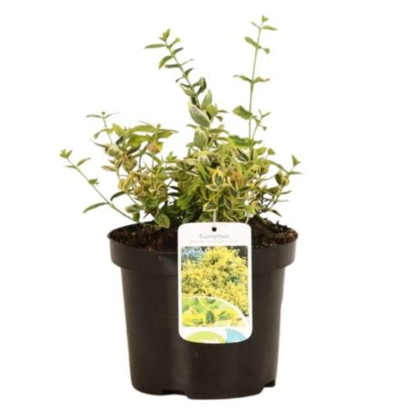 Fusain fort emerald n gold - Euonymus fort emerald n gold 30cm